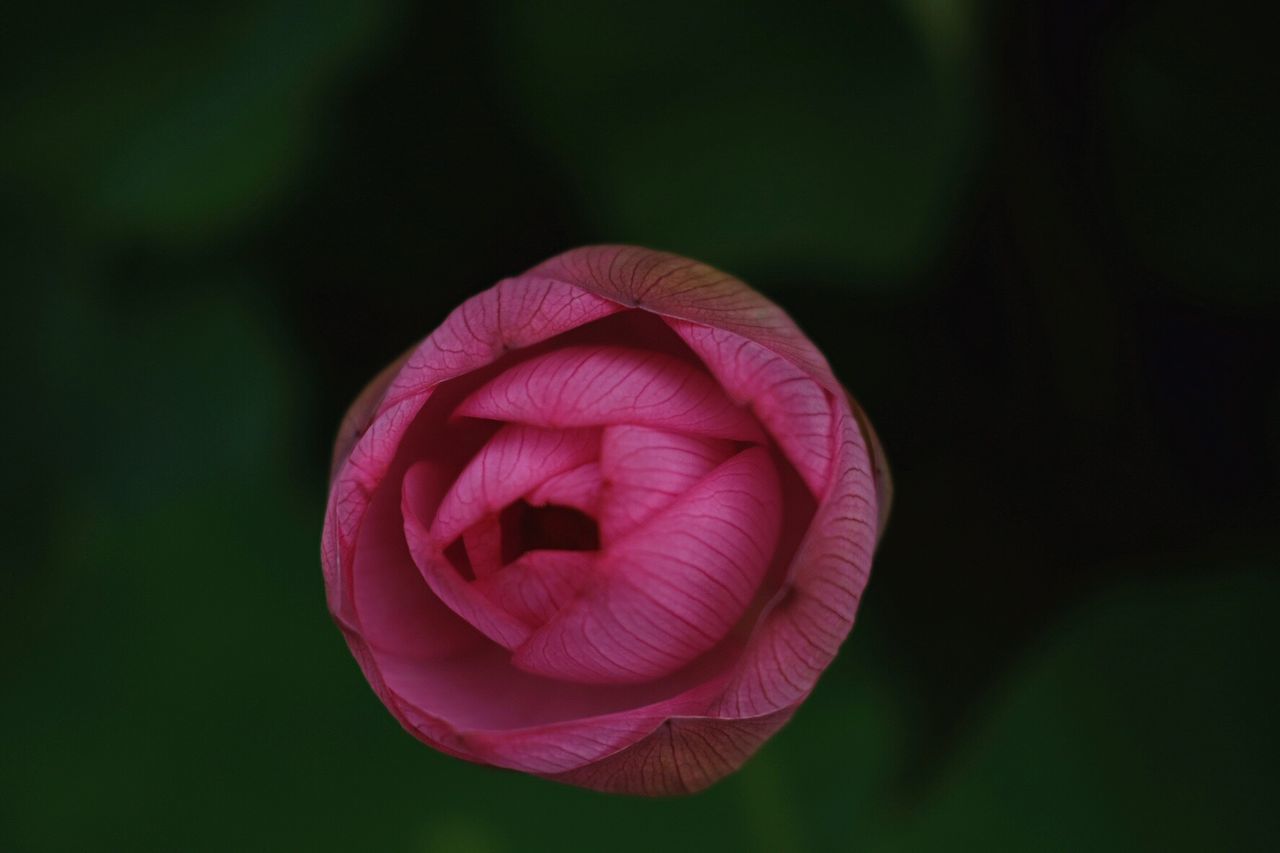 Close-up of pink flowers