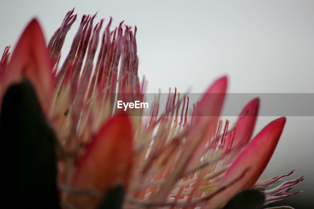 Close-up of flowers