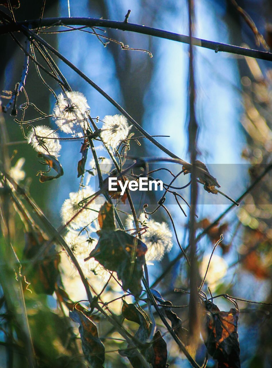 CLOSE-UP OF BIRD PERCHING ON TREE AGAINST SKY