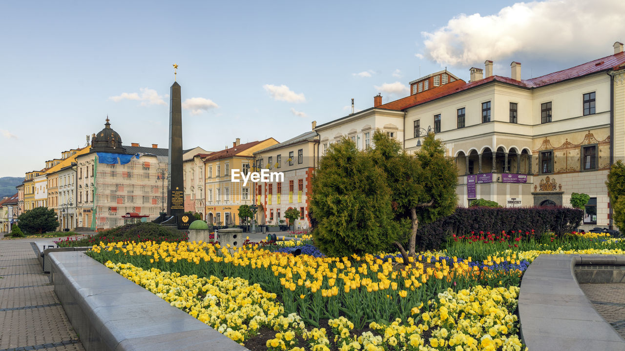 YELLOW FLOWERING PLANTS BY STREET AGAINST BUILDINGS