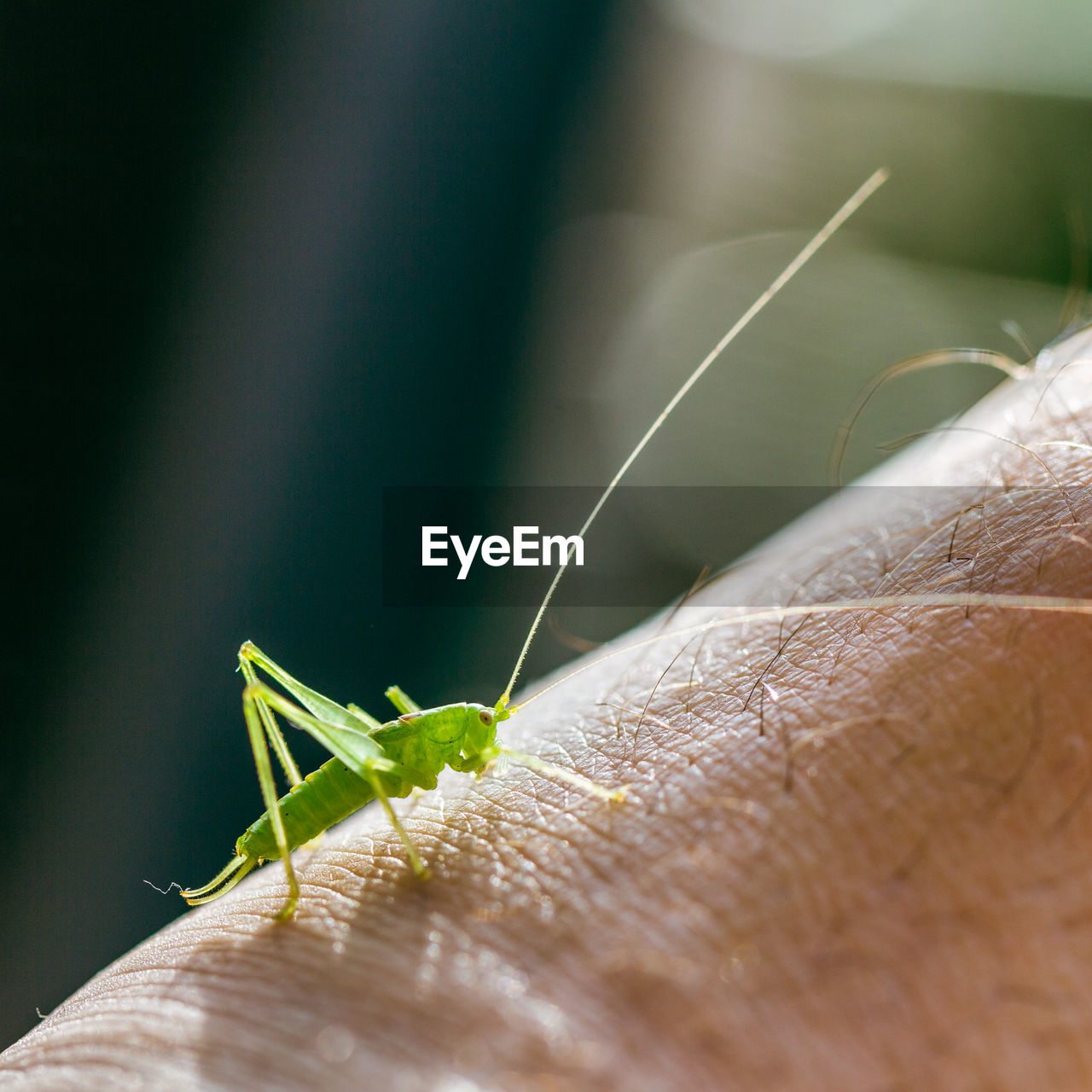 CLOSE-UP OF INSECT ON HUMAN HAND
