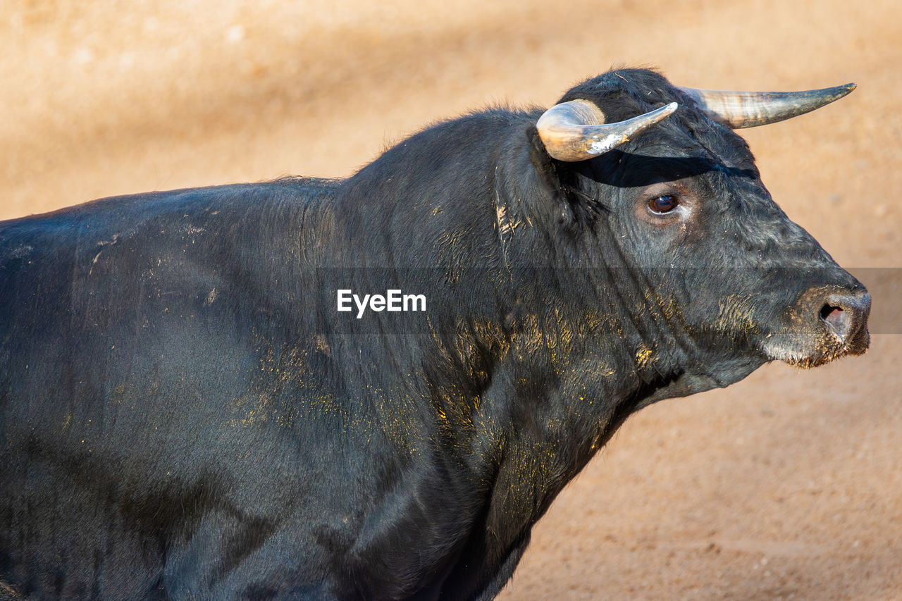 close-up portrait of cow