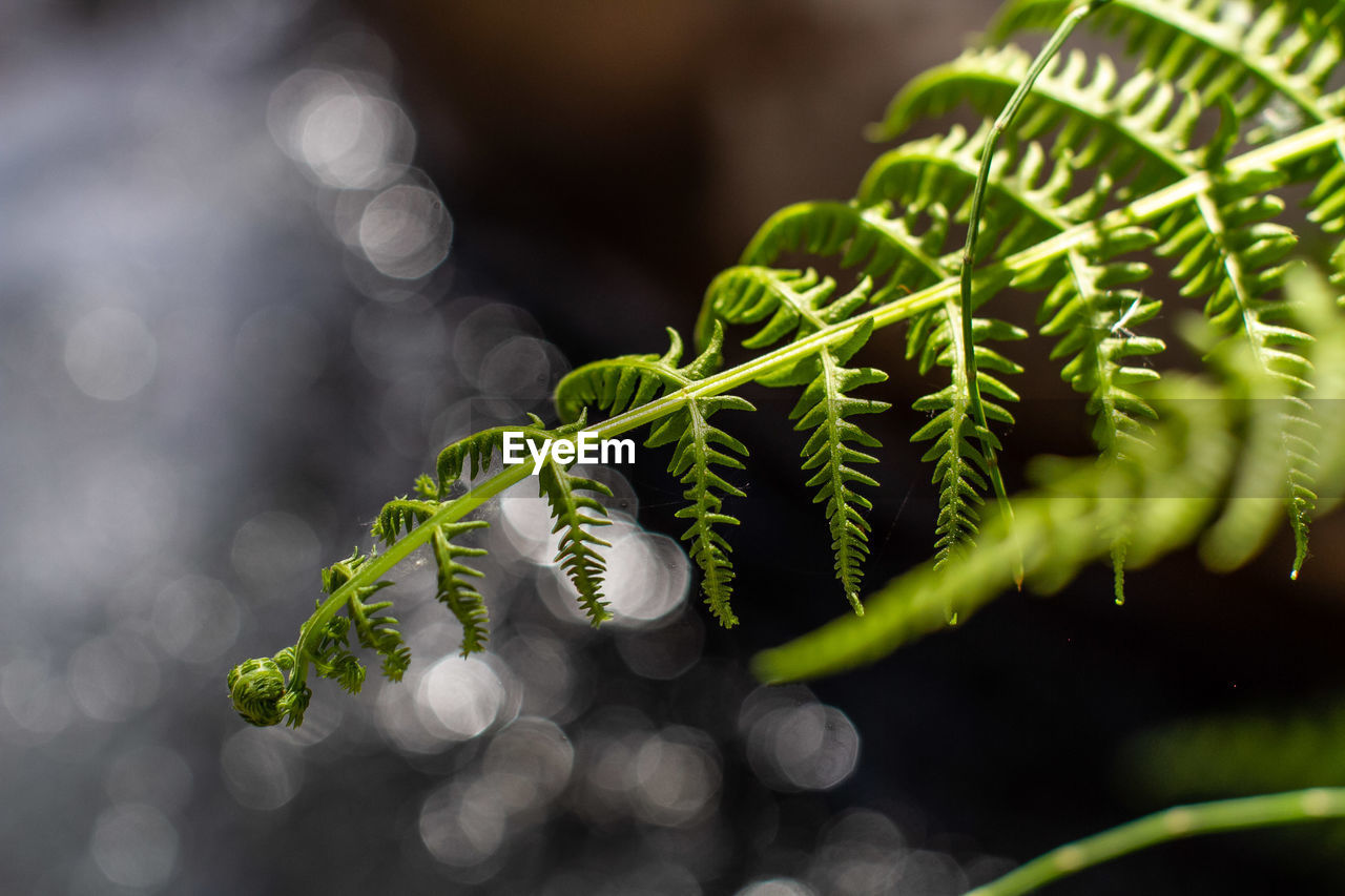 Close-up of green leaves