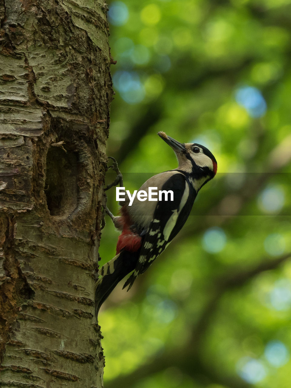 LOW ANGLE VIEW OF BIRD PERCHING ON TREE