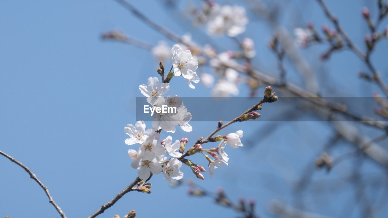 plant, flower, blossom, flowering plant, tree, fragility, springtime, beauty in nature, branch, freshness, growth, nature, spring, cherry blossom, no people, close-up, sky, twig, white, focus on foreground, day, outdoors, almond tree, low angle view, fruit tree, blue, flower head, inflorescence, botany, produce, selective focus, petal, cherry tree, food and drink, clear sky, food, pink, fruit, sunlight, tranquility