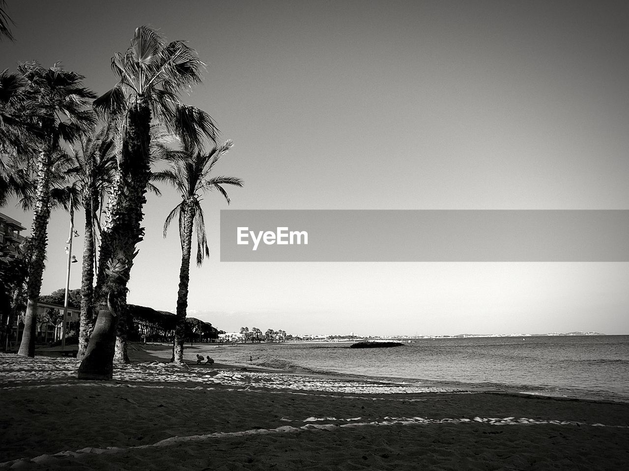 SCENIC VIEW OF PALM TREES ON BEACH AGAINST CLEAR SKY