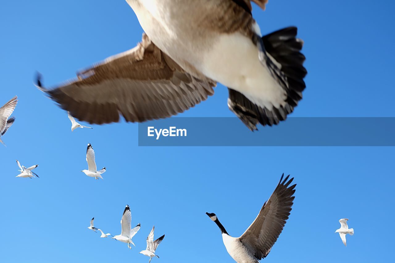 LOW ANGLE VIEW OF SEAGULLS AGAINST CLEAR BLUE SKY