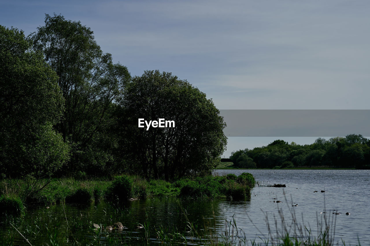 PLANTS BY LAKE AGAINST SKY