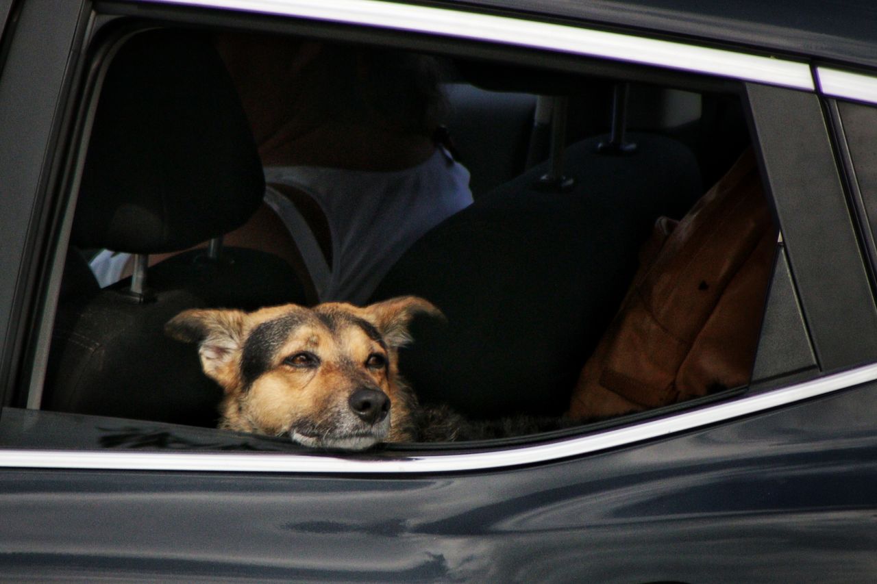 Portrait of dog by car window