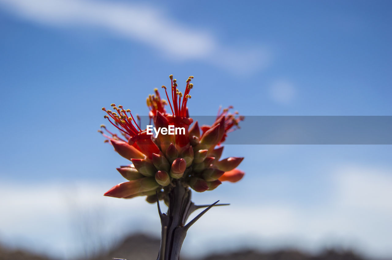 Close-up of red flower against sky