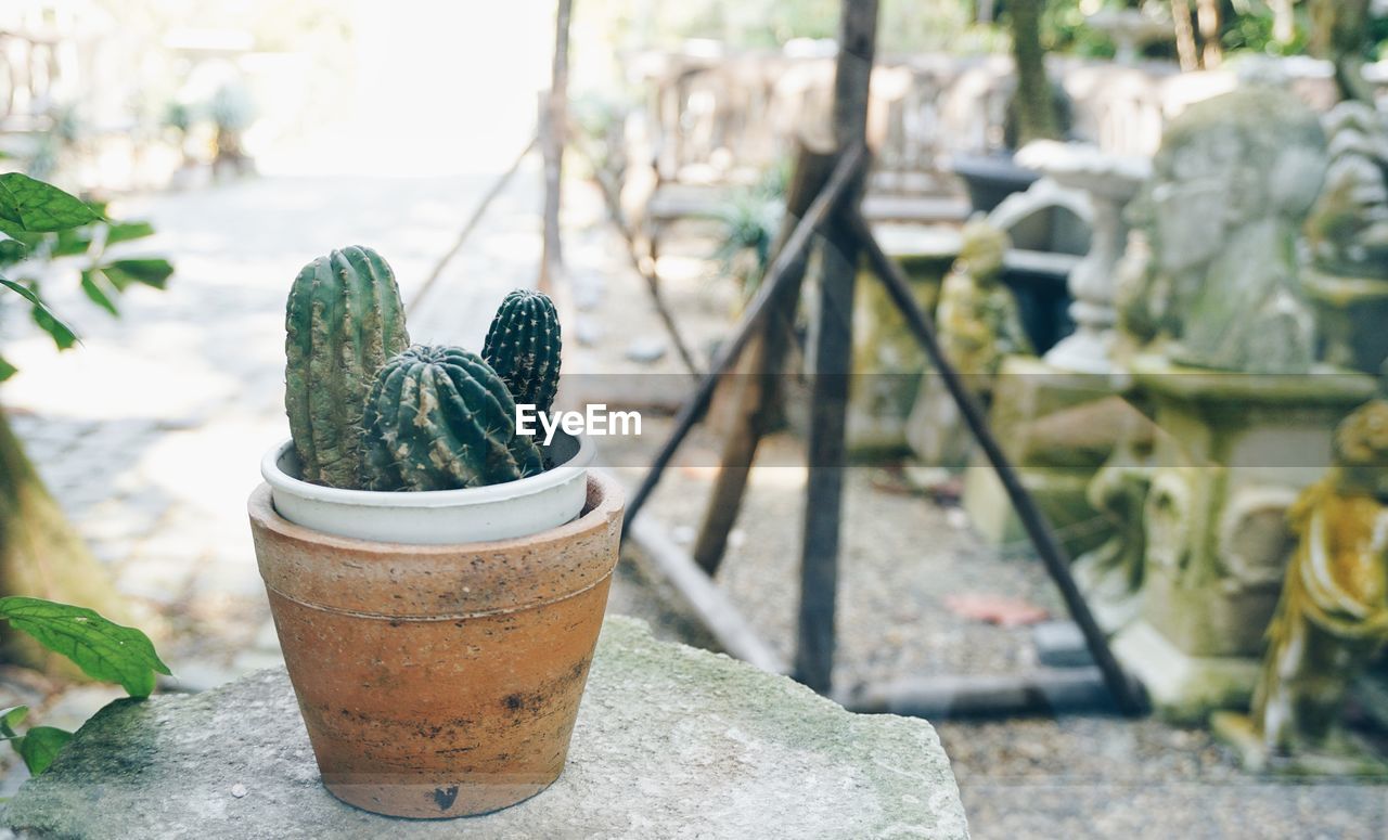 Close-up of potted cactus plant in yard