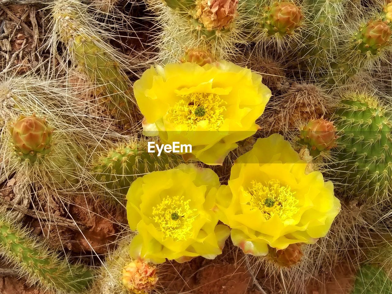 HIGH ANGLE VIEW OF YELLOW CACTUS FLOWERS