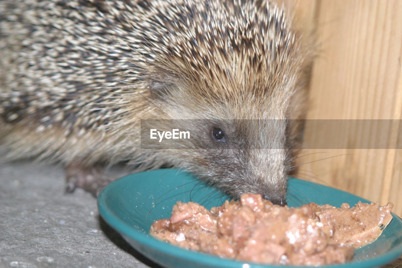 CLOSE-UP OF AN ANIMAL EATING FOOD