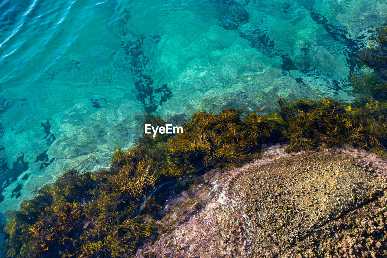 Clean ocean water at montague island, australia. 