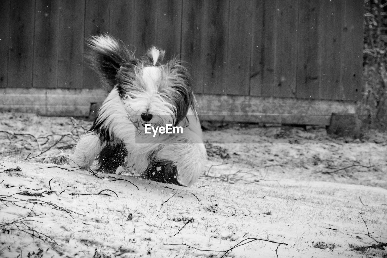 REAR VIEW OF A DOG