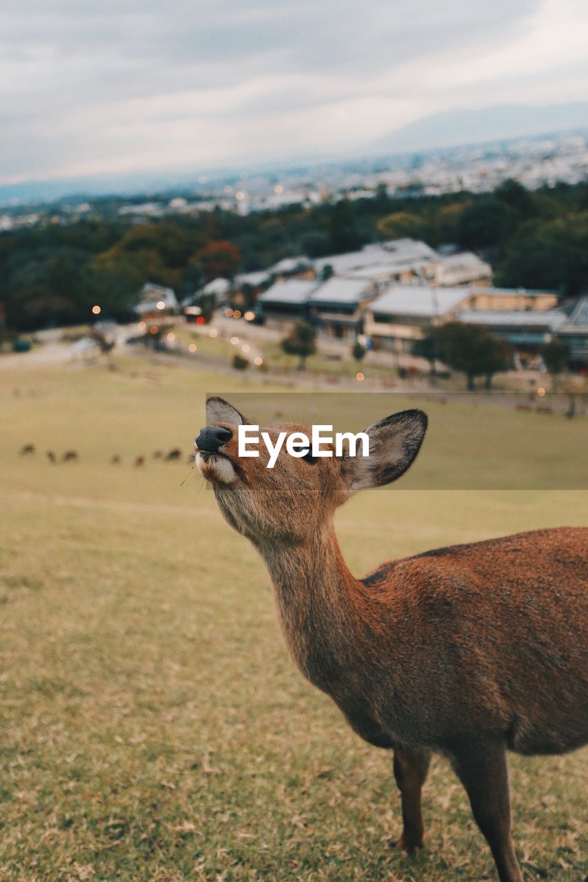 Deer of nara