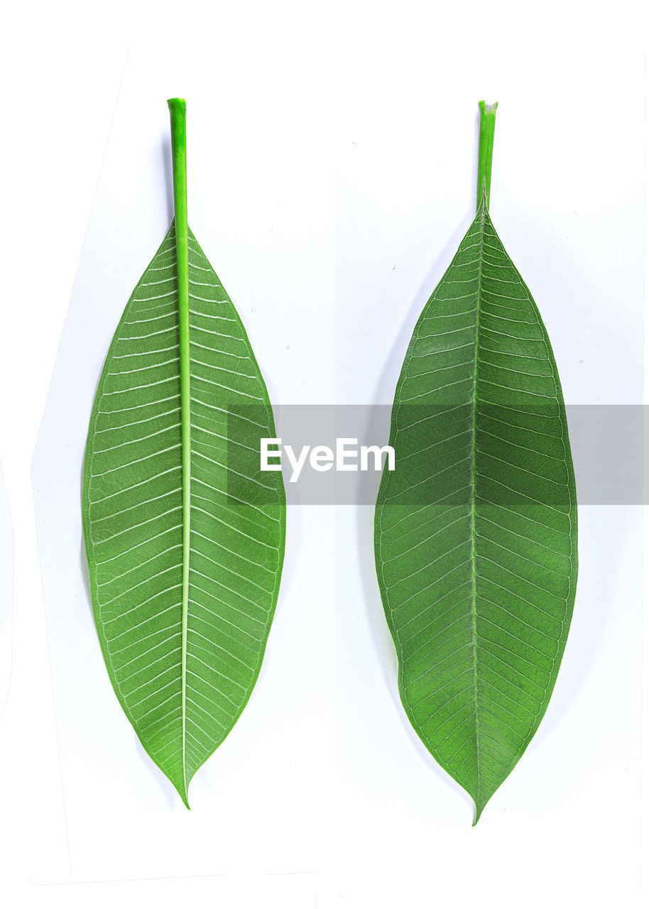 DIRECTLY ABOVE VIEW OF GREEN LEAVES AGAINST WHITE BACKGROUND