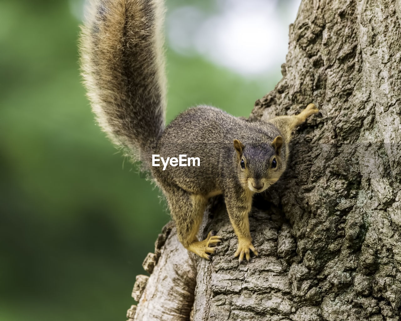 SQUIRREL ON TREE