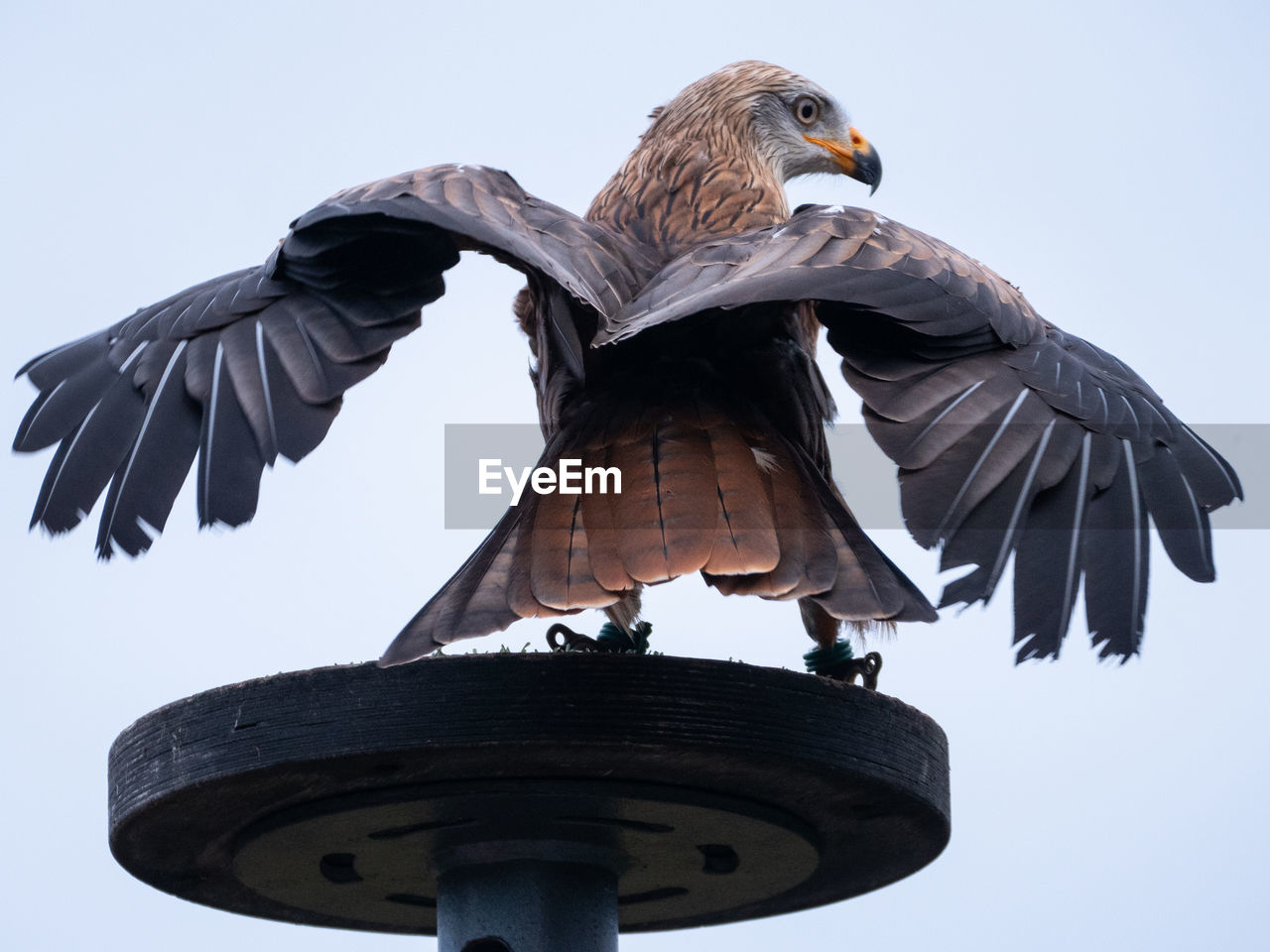 LOW ANGLE VIEW OF EAGLE