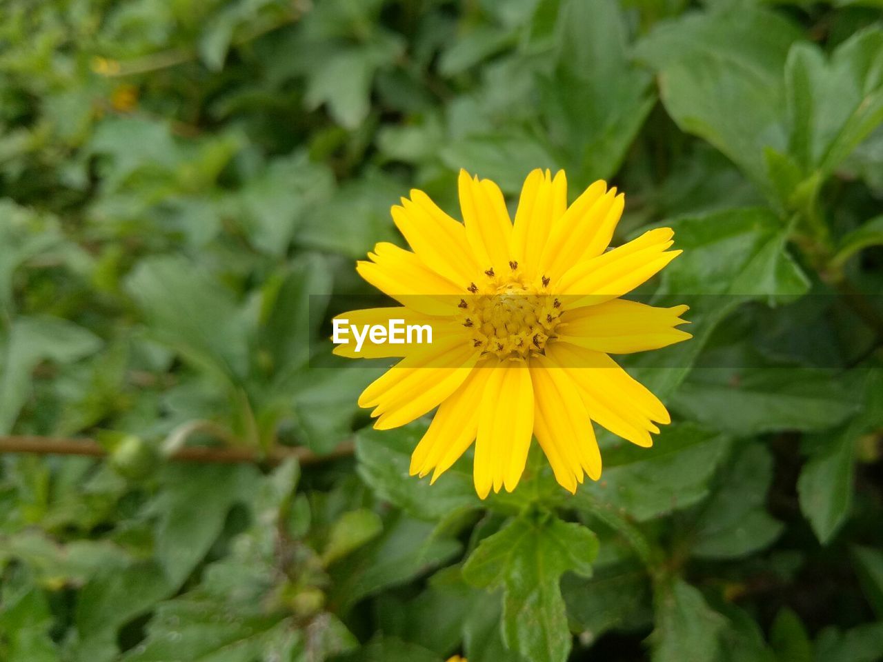 CLOSE-UP OF YELLOW FLOWER