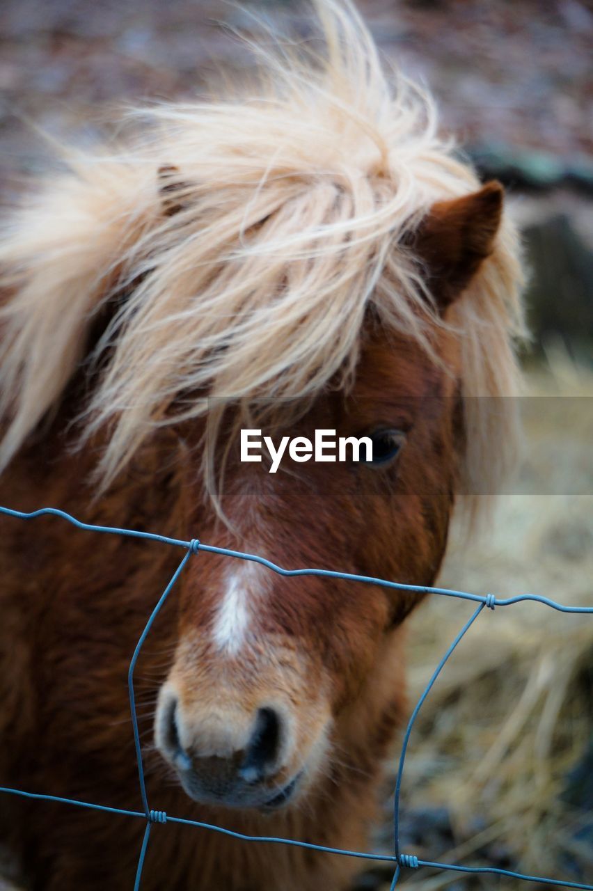 Close-up portrait of horse