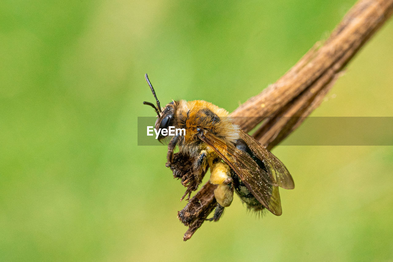 Large yellow honey and black striped bee  close up low-level macro view resting on green twig plant 