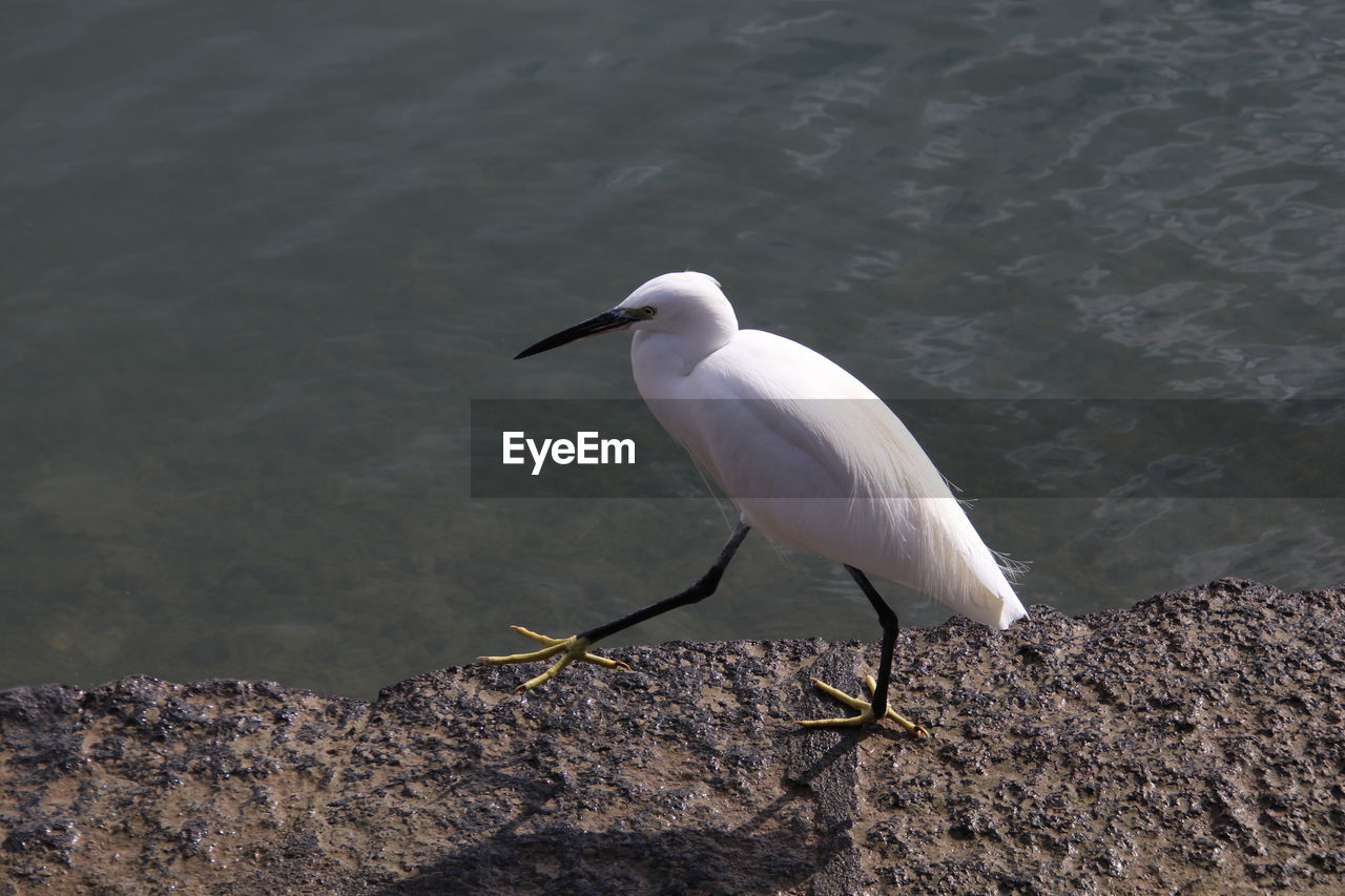 High angle view of bird perching on a edge 