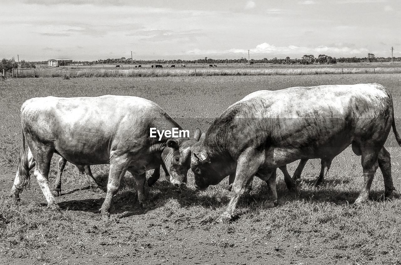 Bull fight in a field