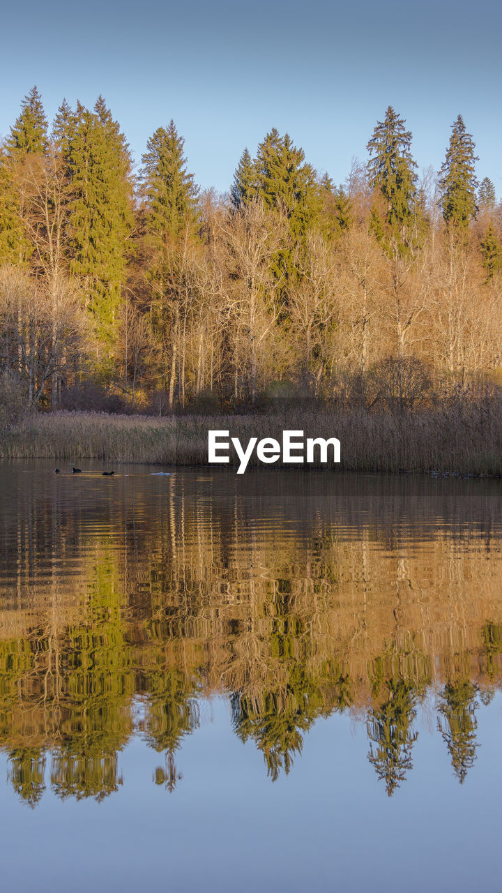 Reflection of trees in water