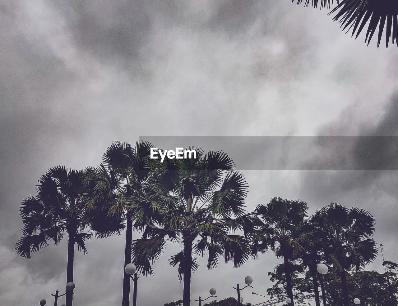 LOW ANGLE VIEW OF TREES AGAINST SKY