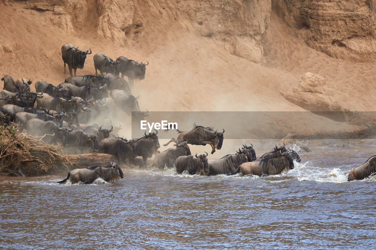 Wildebeest crossing the mara river during the annual great migration.