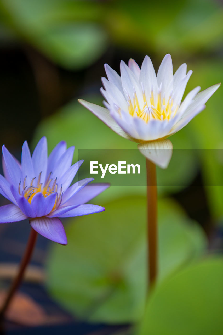 CLOSE-UP OF PURPLE WATER LILY IN GARDEN