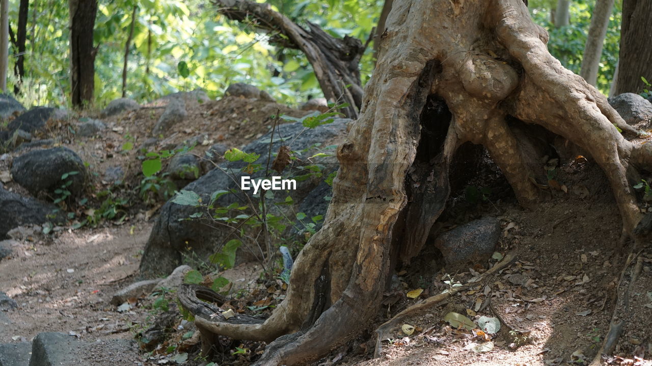 CLOSE-UP OF TREE TRUNK