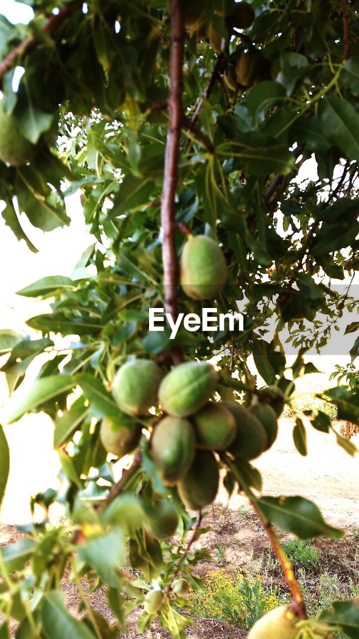 CLOSE-UP OF GRAPES ON TREE