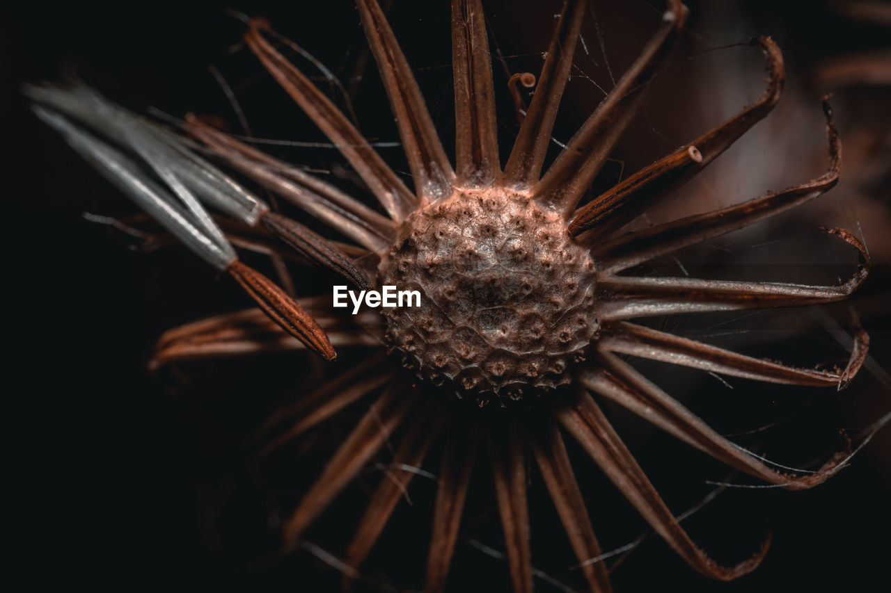 CLOSE-UP OF DRIED FLOWER ON BLACK BACKGROUND
