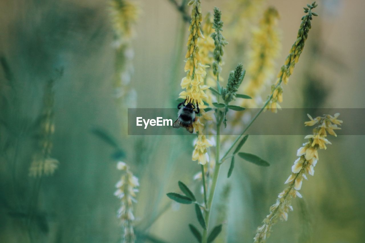 Close-up of insect pollinating on flower