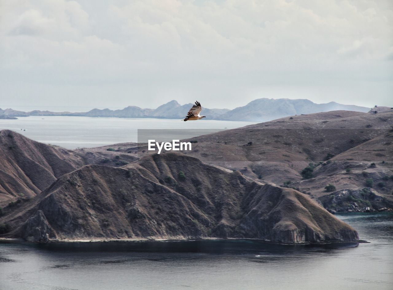 Bird flying over mountain by sea against sky