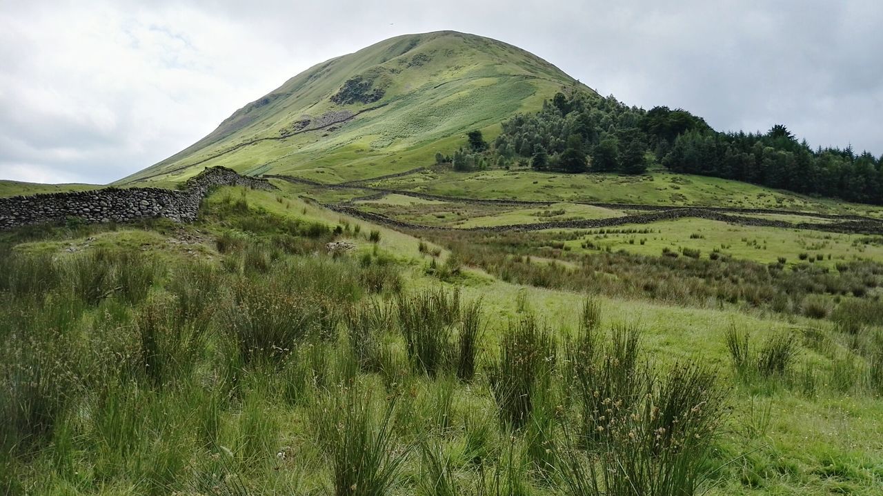 Scenic view of grassy field against mountain