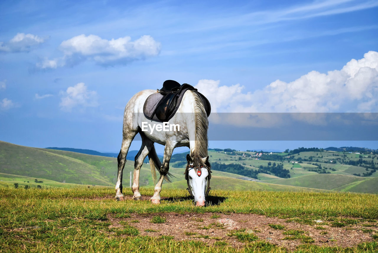 Horse standing on field against sky