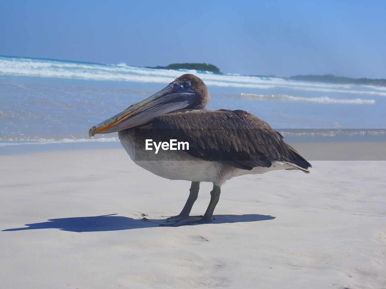 CLOSE-UP OF PELICAN ON BEACH