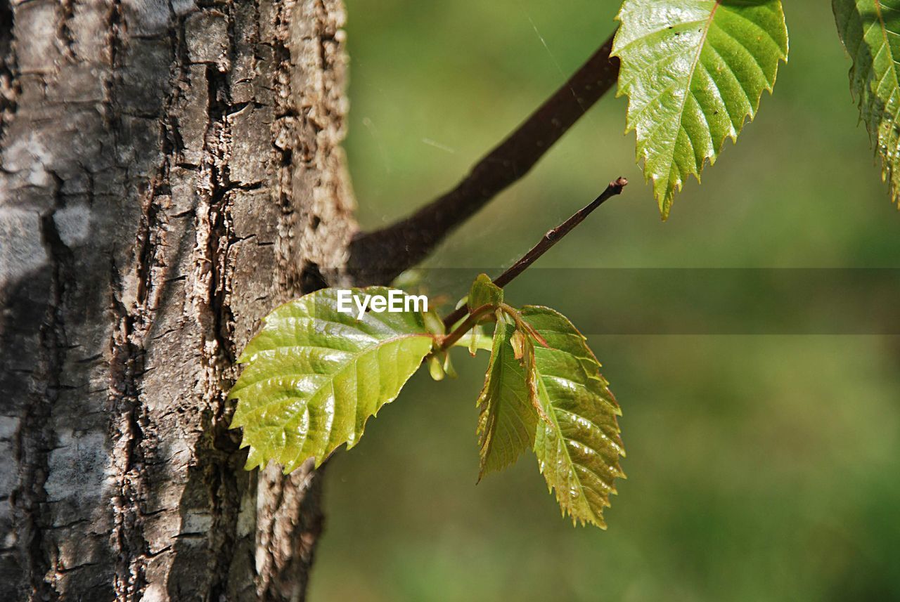 Close-up of insect on tree trunk