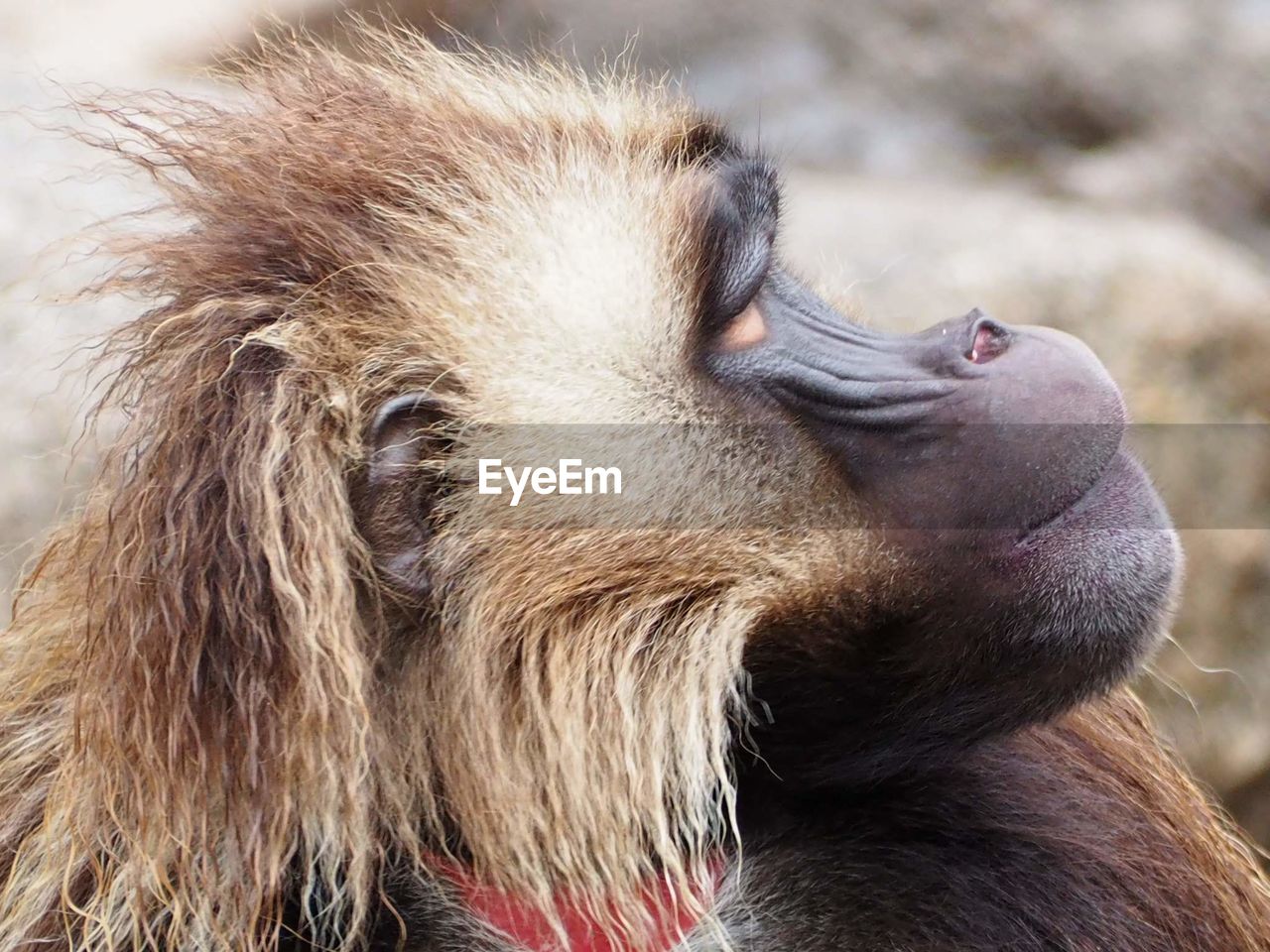 Close-up of monkey looking away