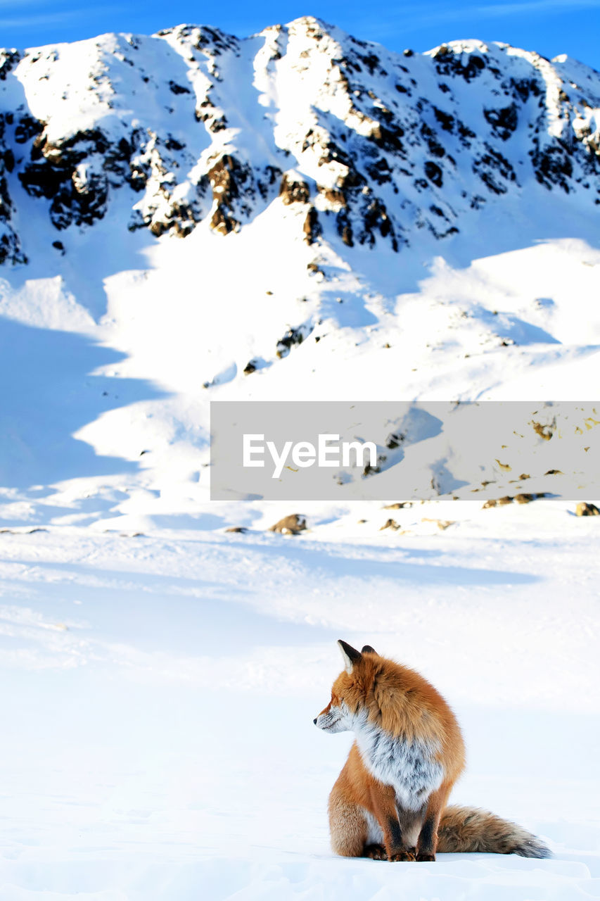 Red fox sitting on snow covered field