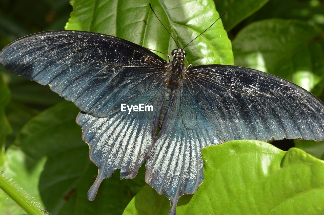 Close-up of butterfly pollinating on leaf