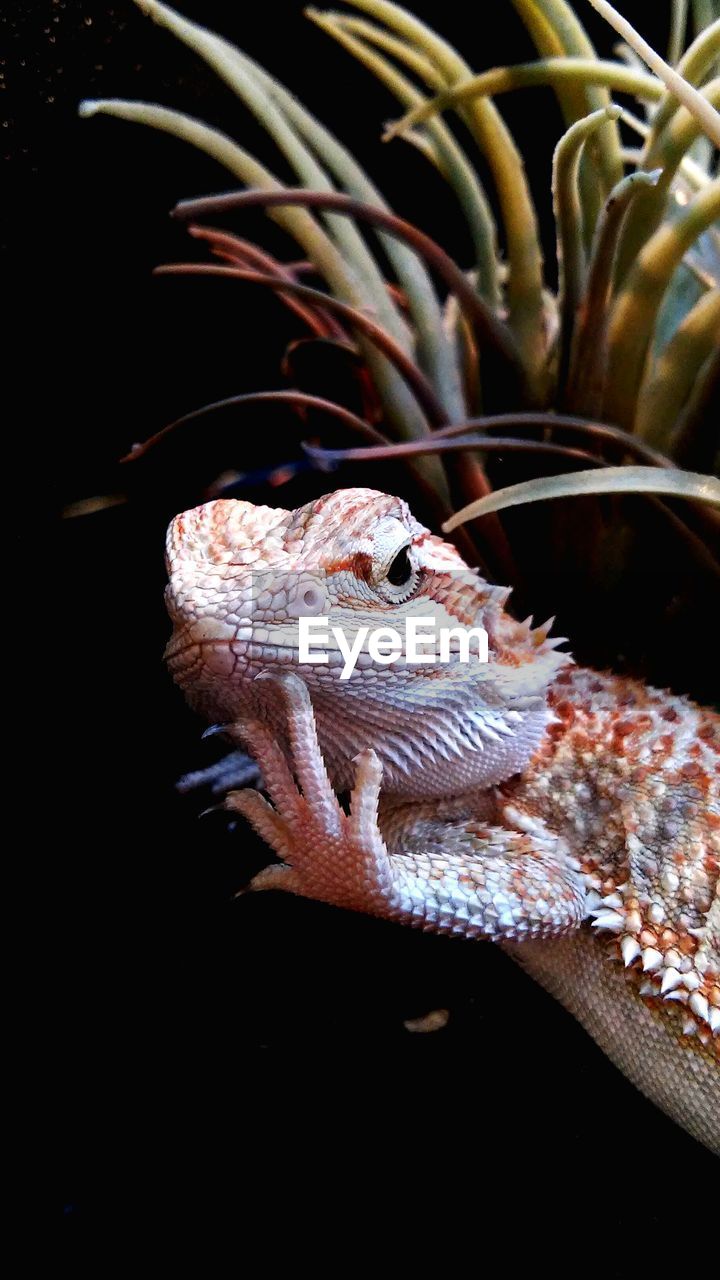 Close-up of bearded dragon on plant