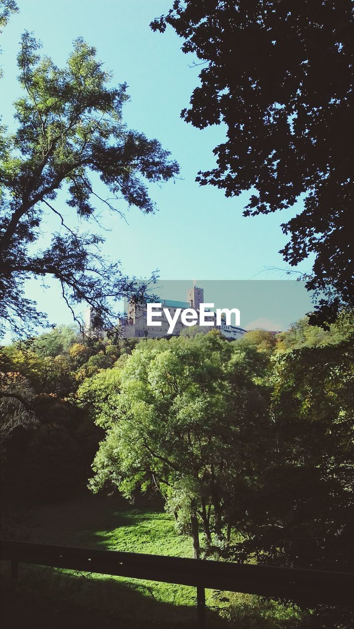 TREES AND BUILDINGS AGAINST SKY