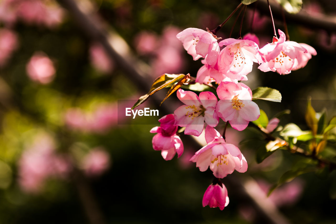 CLOSE-UP OF PINK CHERRY BLOSSOMS IN SPRING