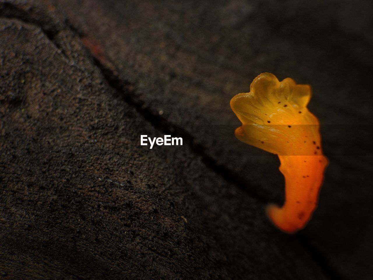 CLOSE-UP OF YELLOW AUTUMN LEAF ON ASPHALT