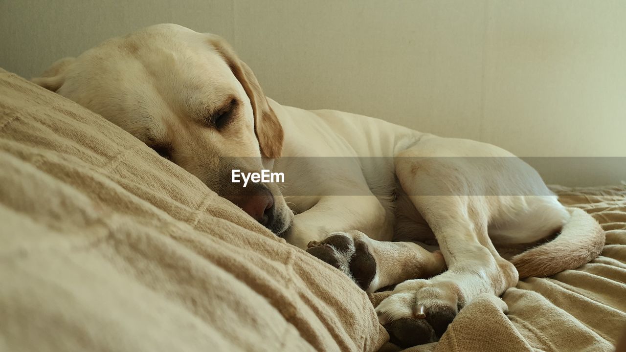 CLOSE-UP OF A DOG SLEEPING ON BED