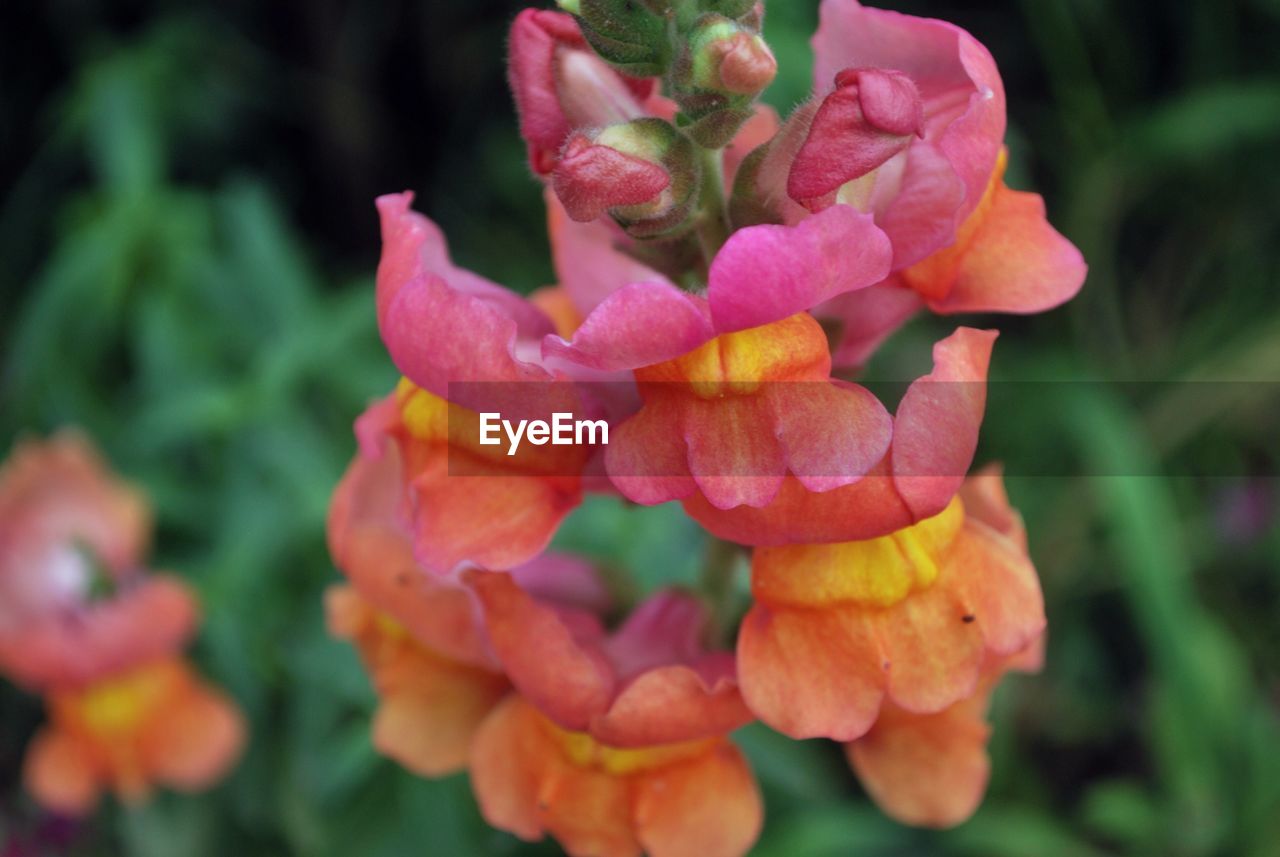 Close-up of rose blooming outdoors